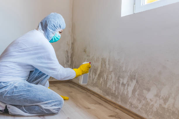Black mold inspection in Point of Rocks