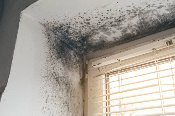 Mold Removal service in Point of Rocks